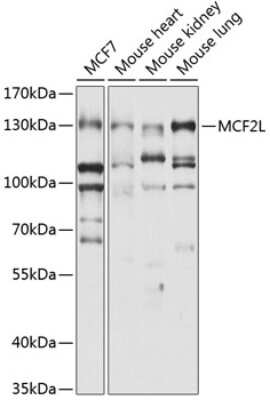 Western Blot: MCF2L AntibodyBSA Free [NBP3-05165]